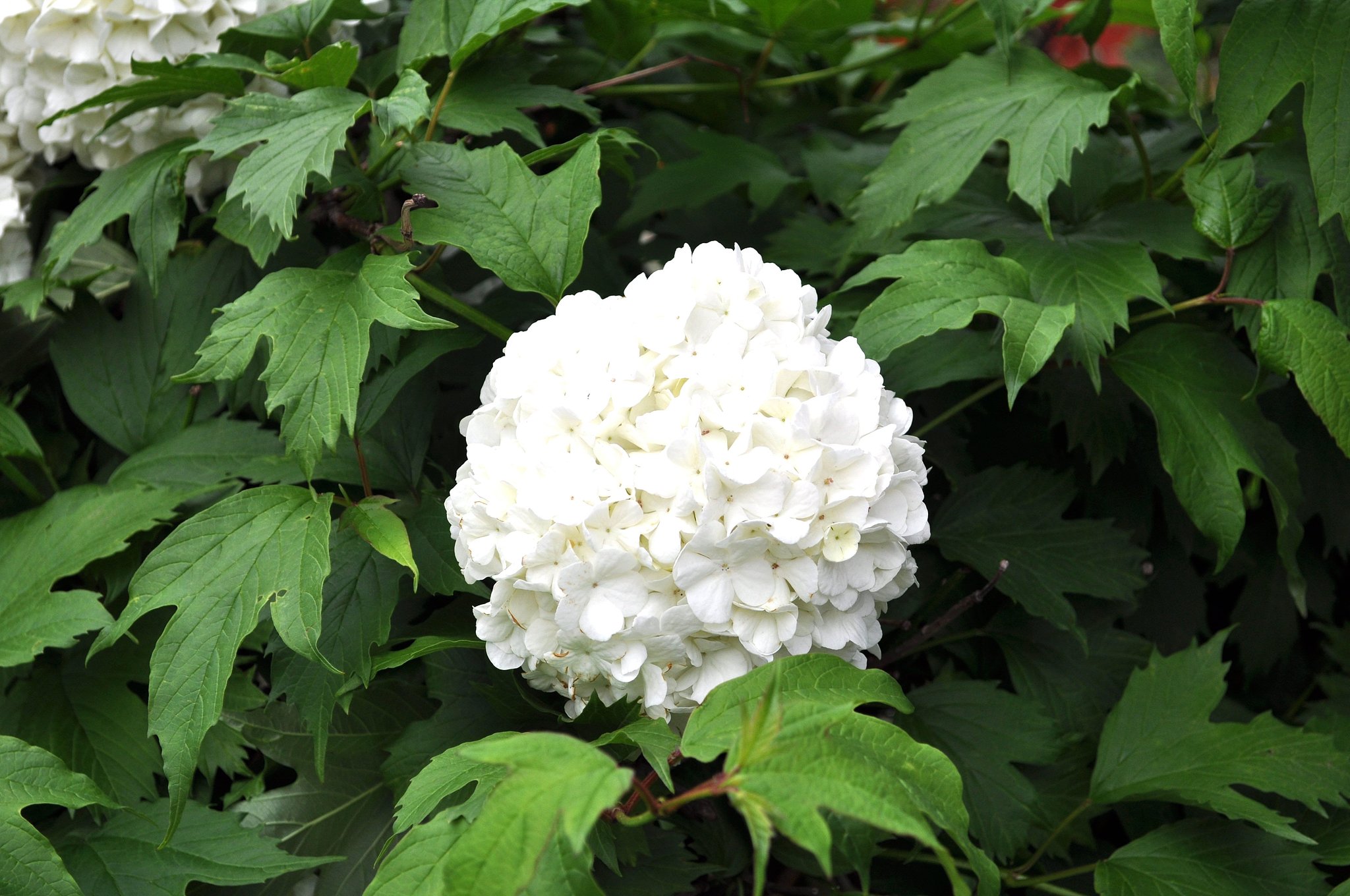紫陽花♪