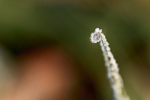氷結