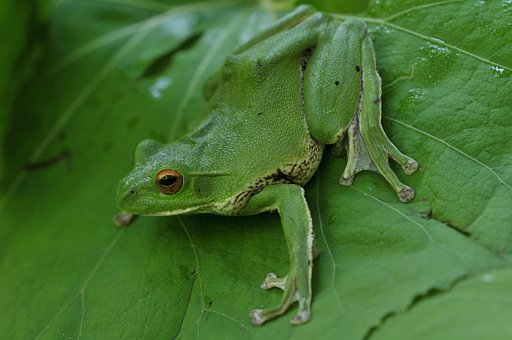 モリアオガエル