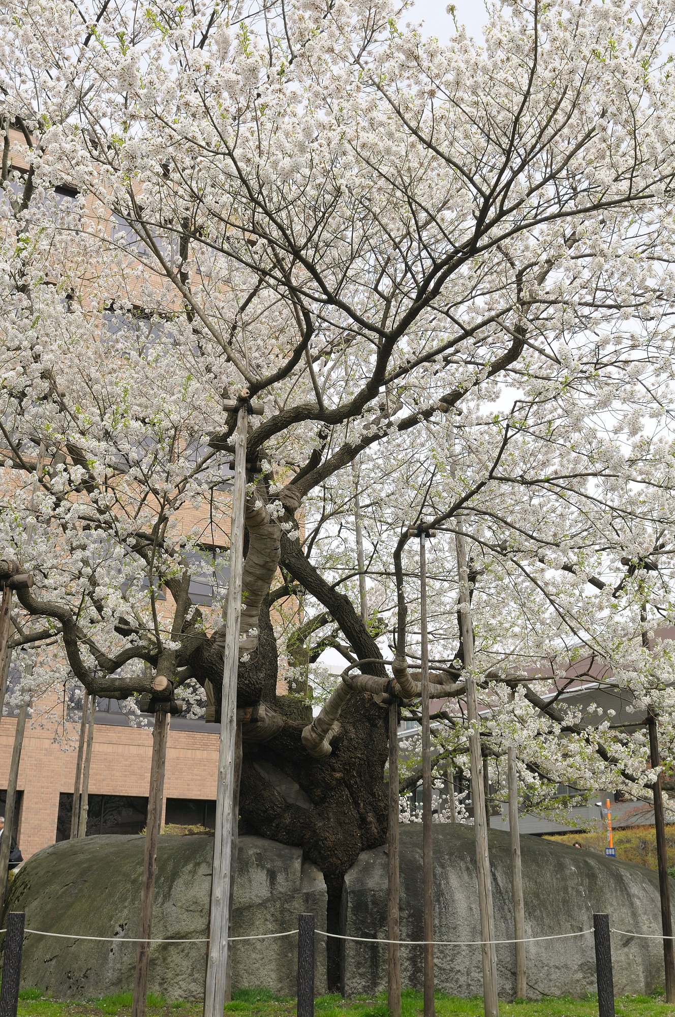 石割桜