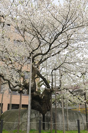 石割桜