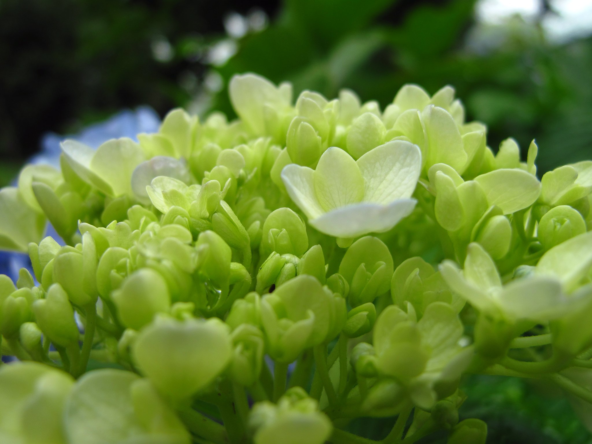 紫陽花☆☆☆