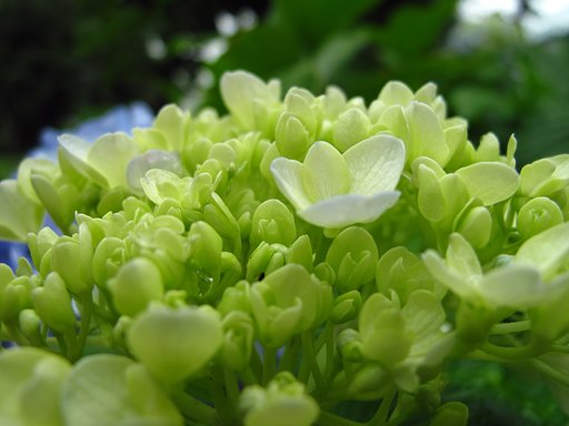 紫陽花☆☆☆