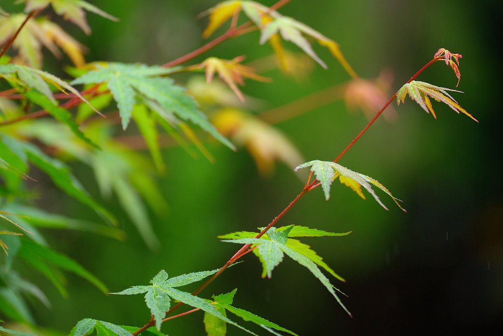 小雨