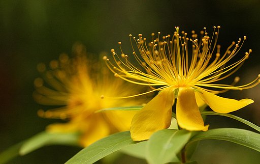 朝の花火？