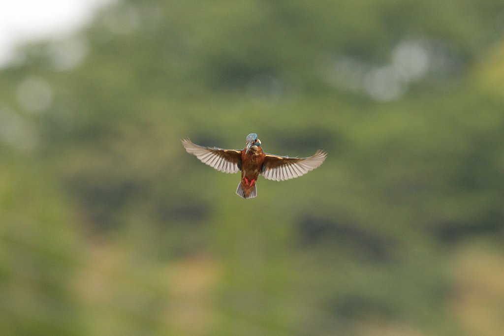EF500mm L4/IS