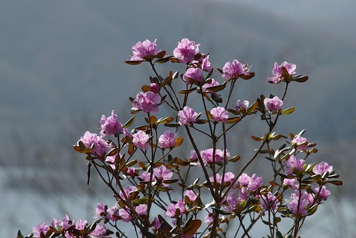もやる背景のツツジ