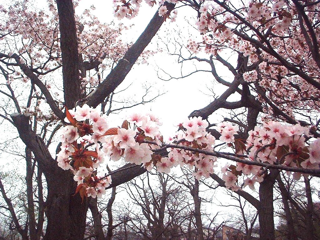 サ〜ク〜ラ