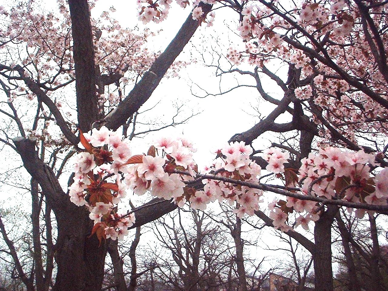 サ〜ク〜ラ
