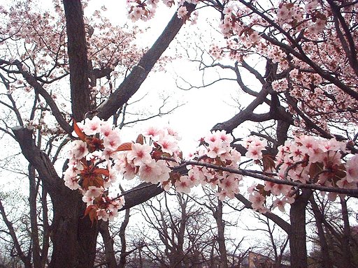 サ〜ク〜ラ