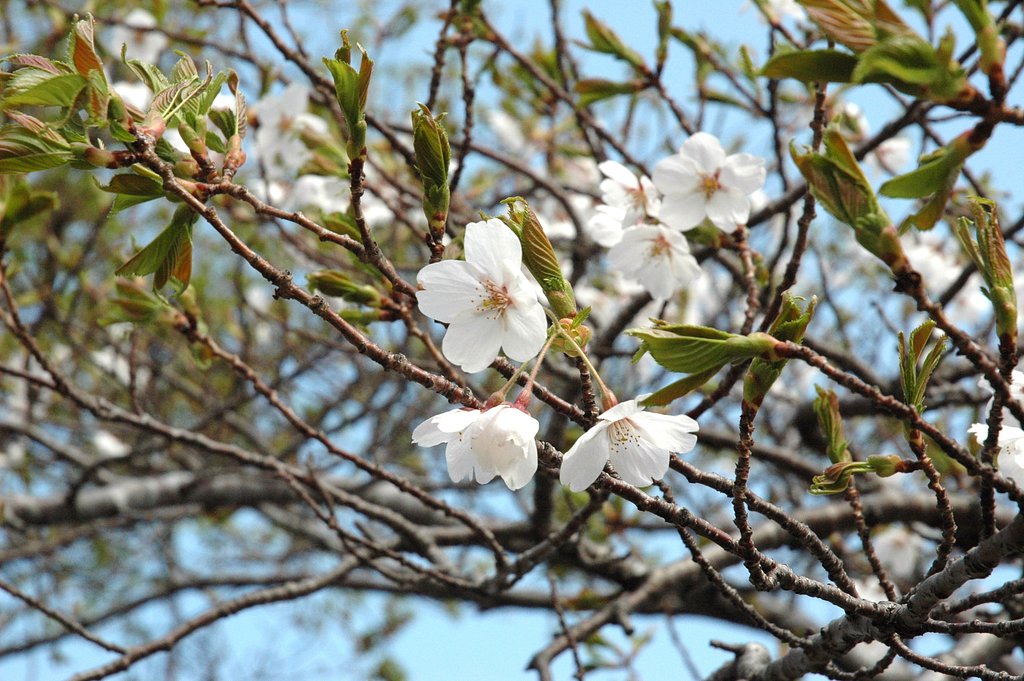 桜