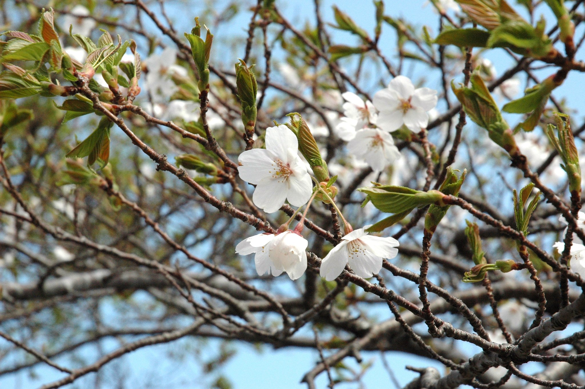 桜