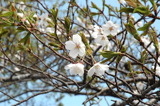 桜