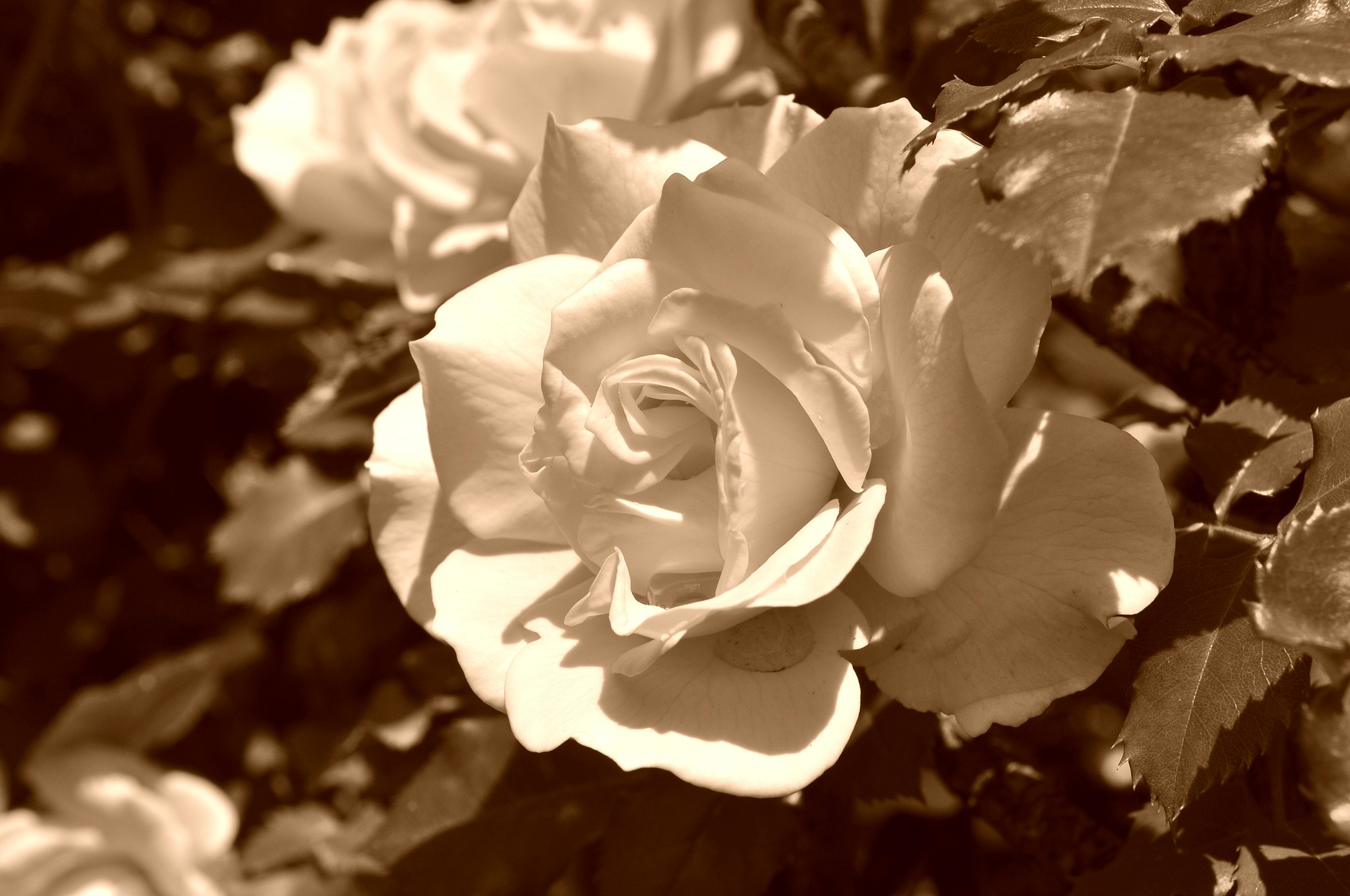 モノクロの薔薇