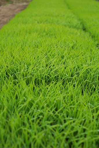 朝露の下りたコシヒカリの苗