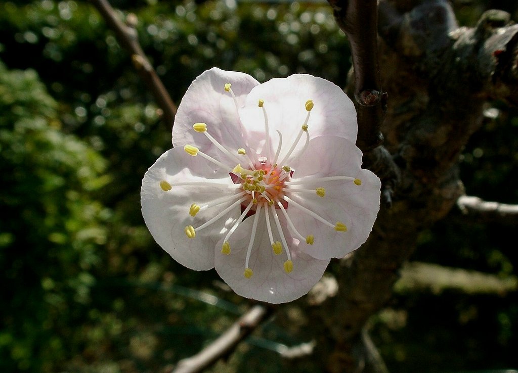 杏の花
