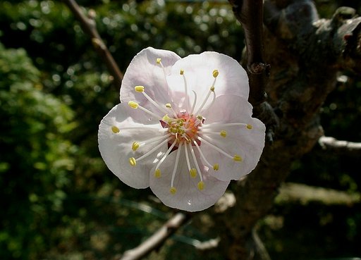 杏の花