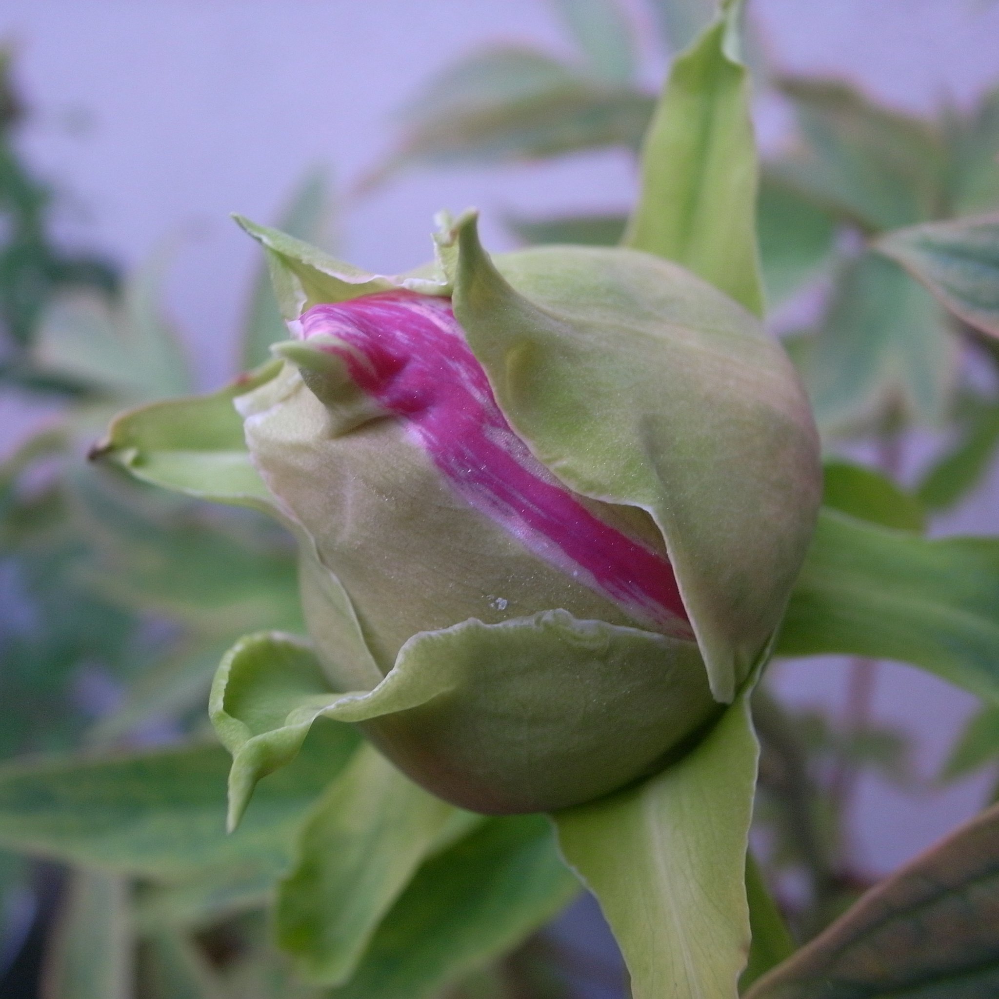 もう咲きそうです【ボタンの蕾】