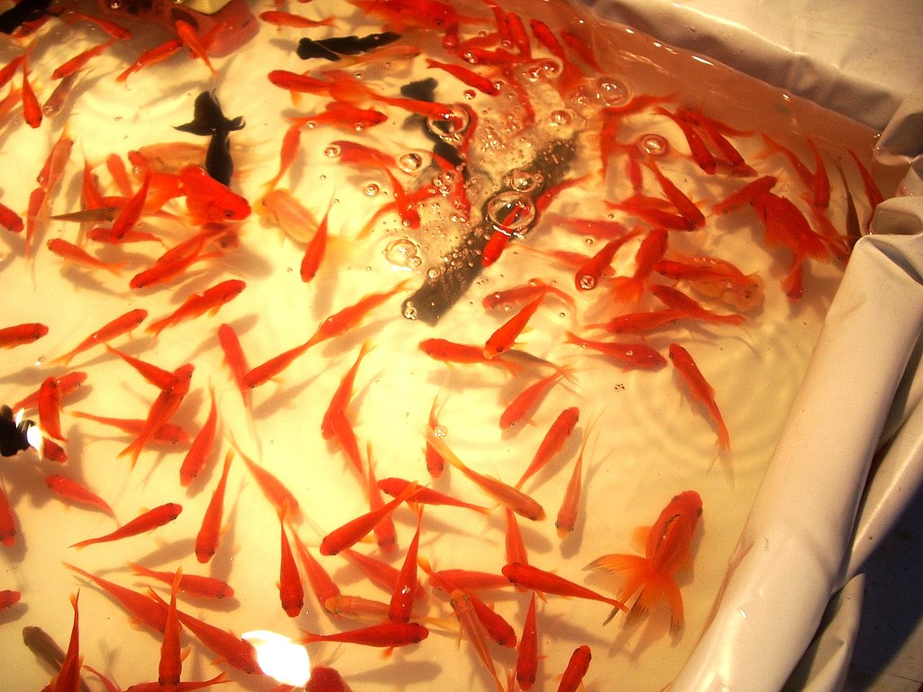 金魚
