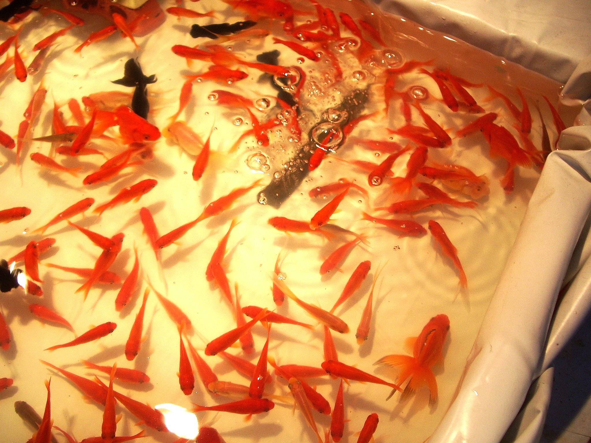 金魚