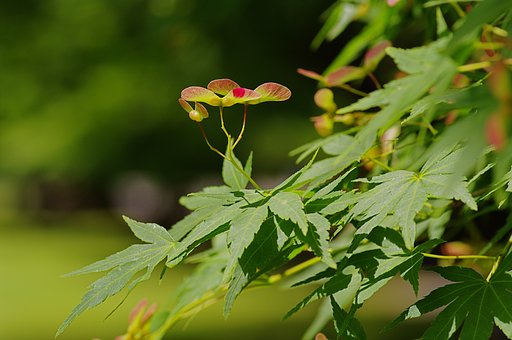 紅いヘリコプター