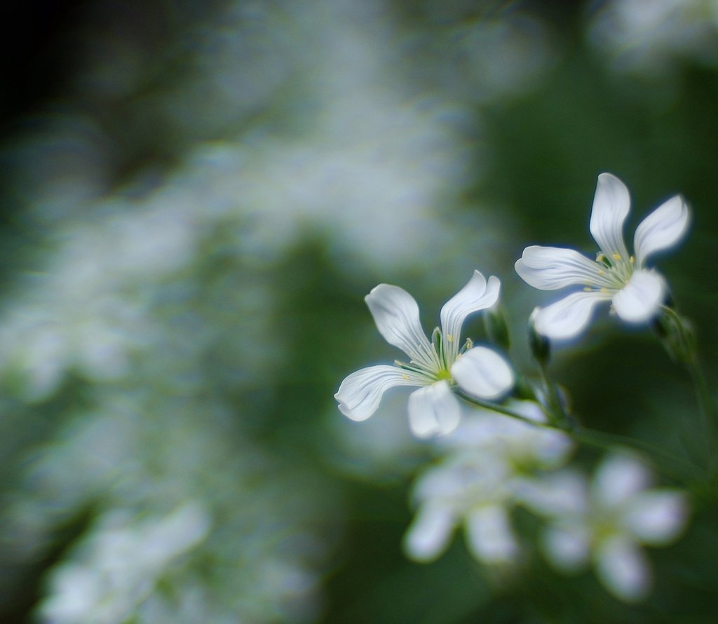 夏雪草（35ｍｍでの表現）