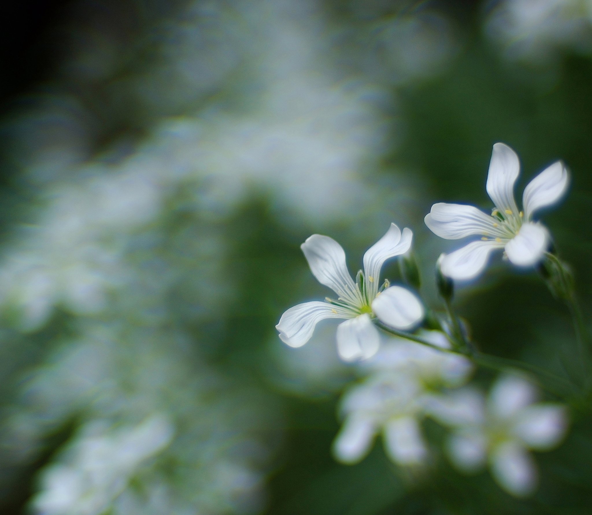 夏雪草（35ｍｍでの表現）