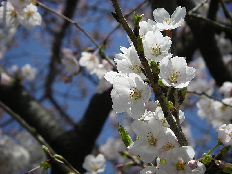 桜
