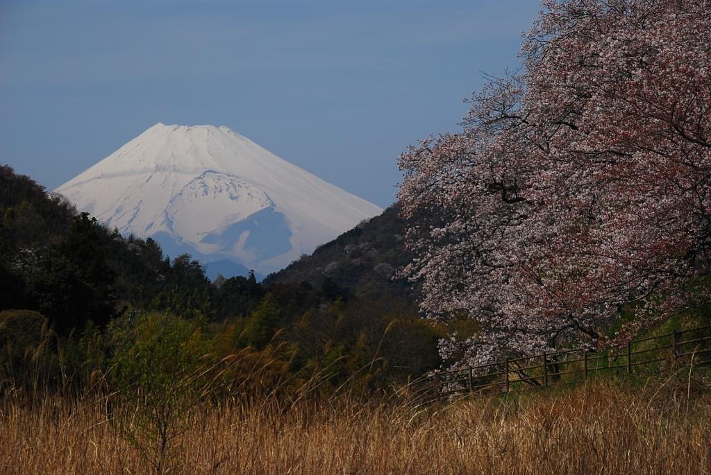 富士　さくら