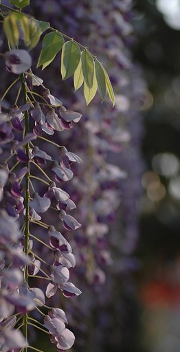 藤の花