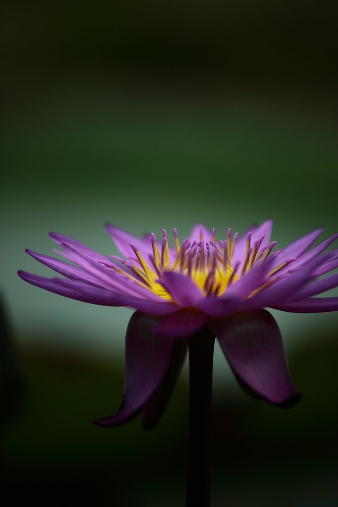 天浄花