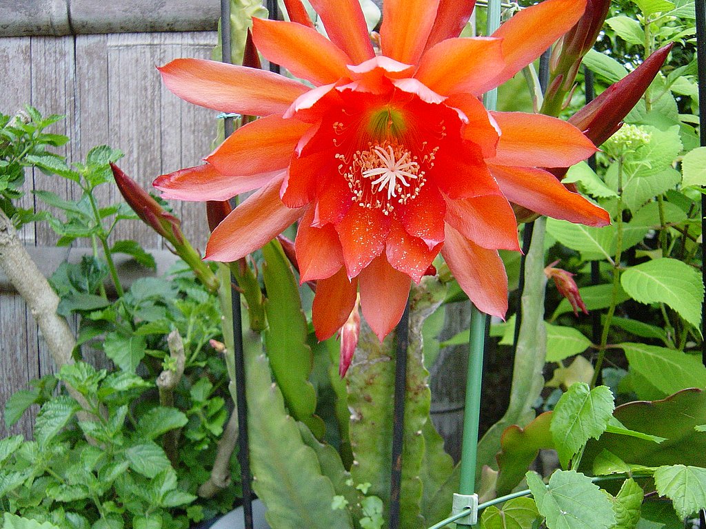 サボテンの花