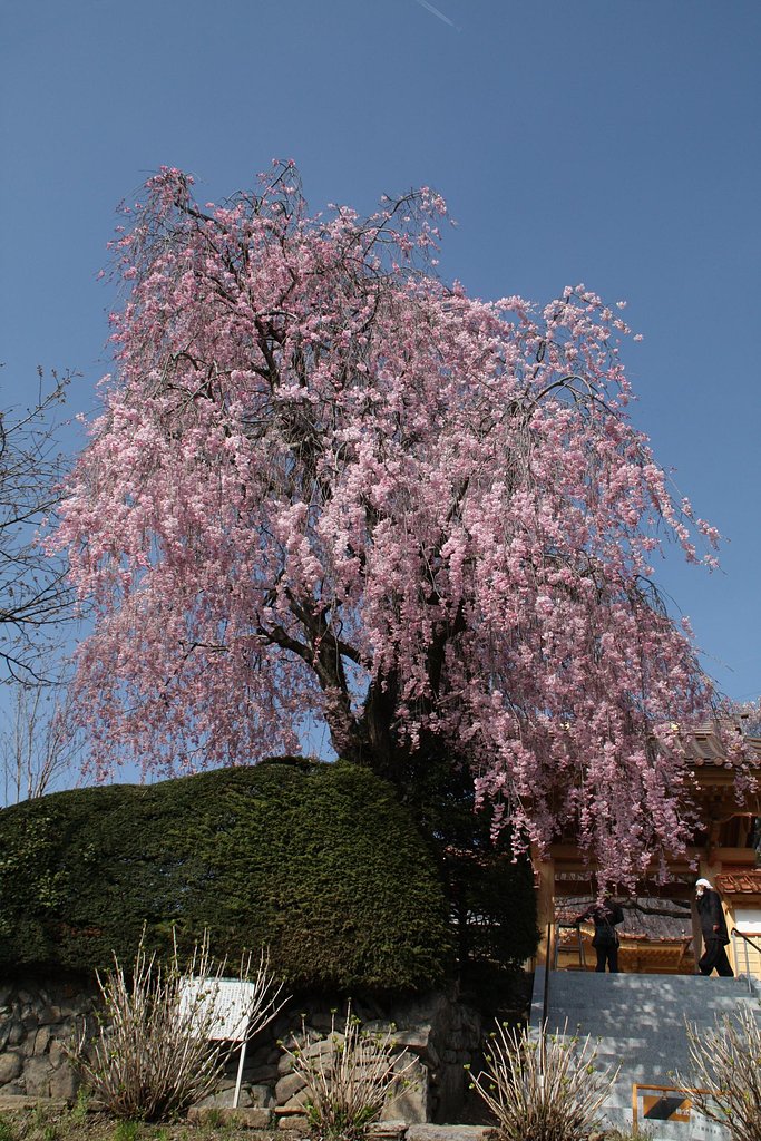 山門の枝垂桜