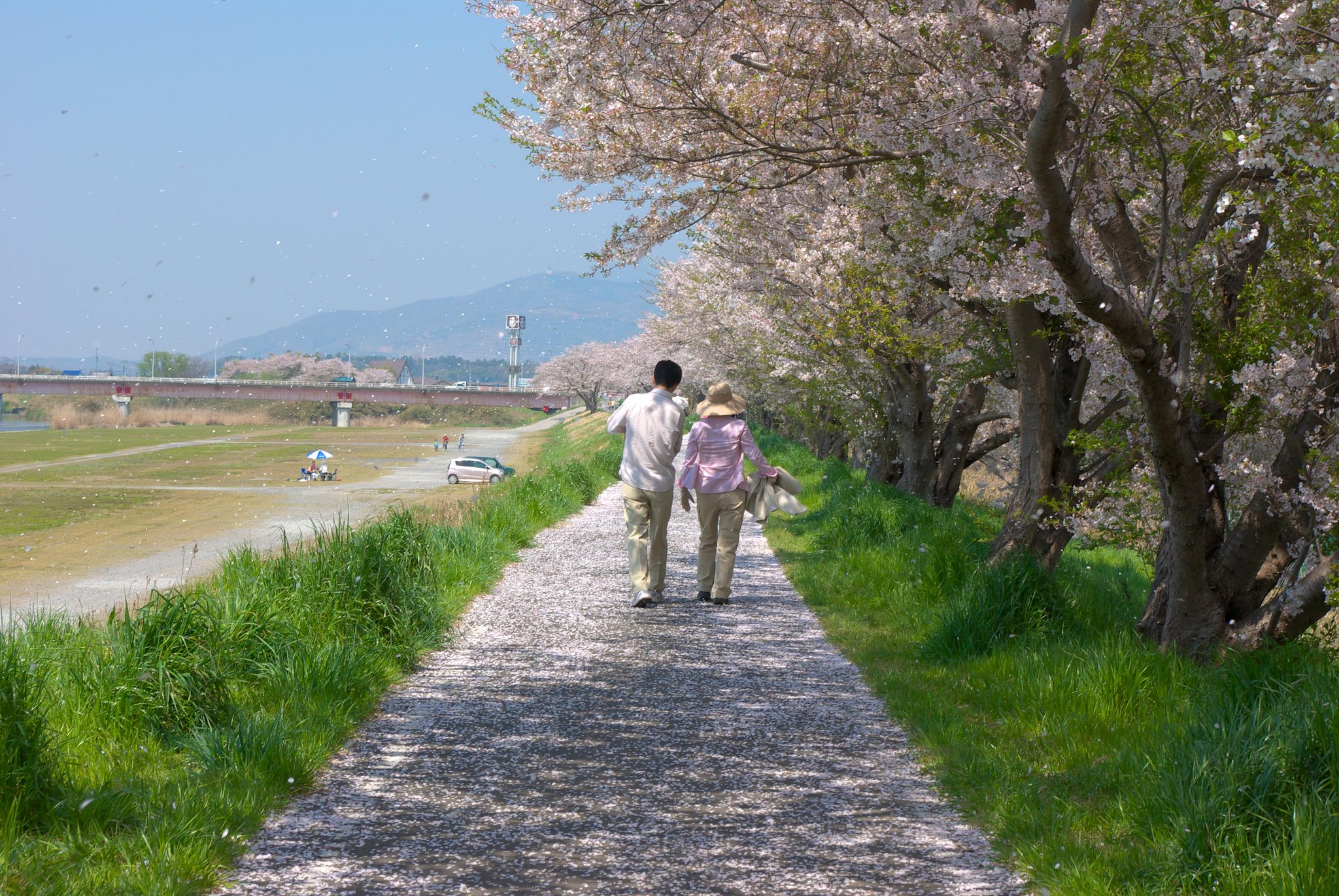 桜舞う・・・