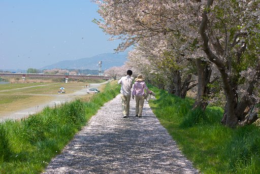 桜舞う・・・