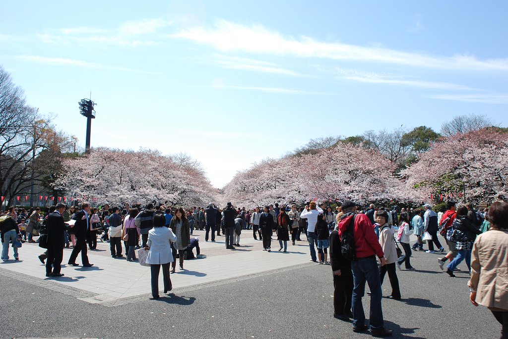 上野のお花見
