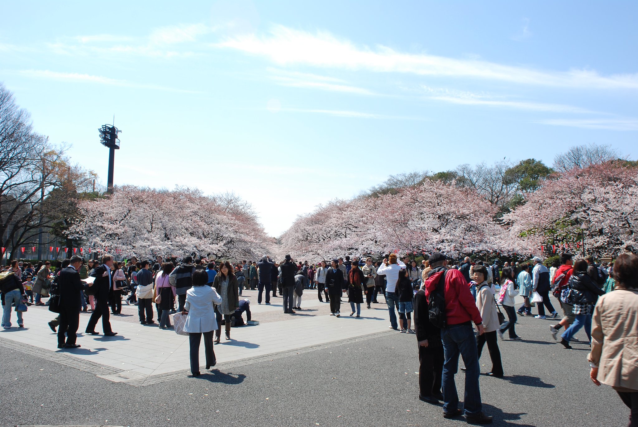 上野のお花見