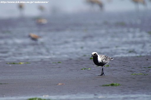 干潟の鳥・・ダイゼン