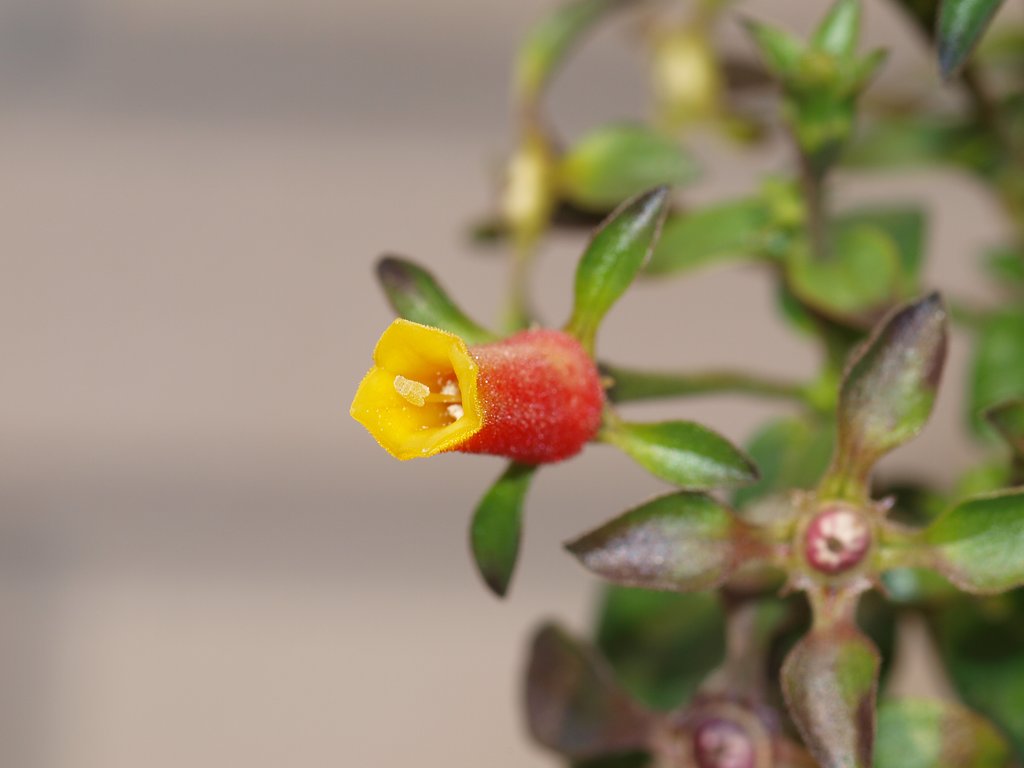 名前の知らない 花 です