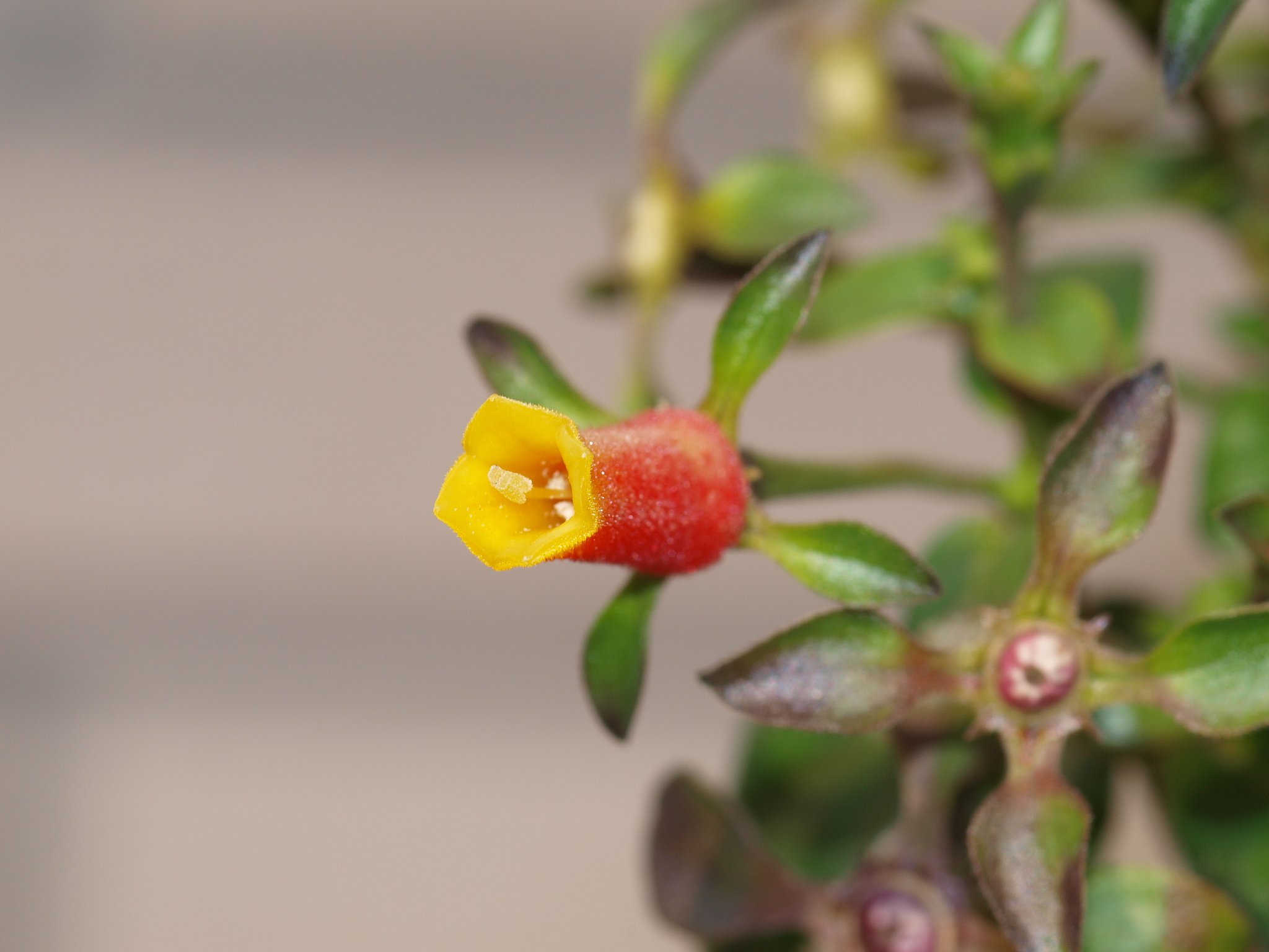 名前の知らない 花 です