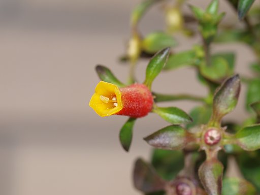 名前の知らない 花 です