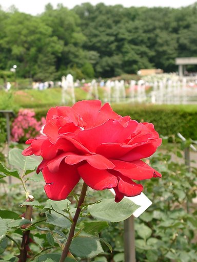 ★09春バラ・セレクション-62