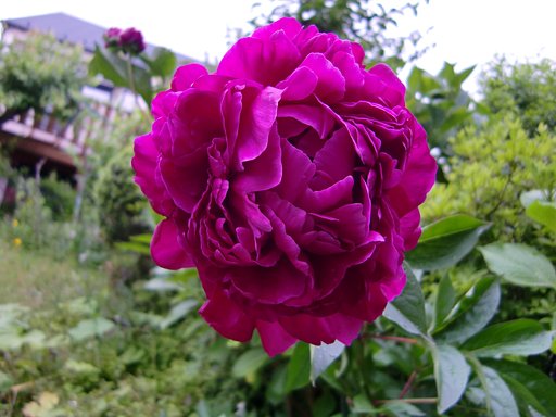 亡き母お手植えの「芍薬」