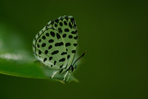 東京の里山から：森の碁石