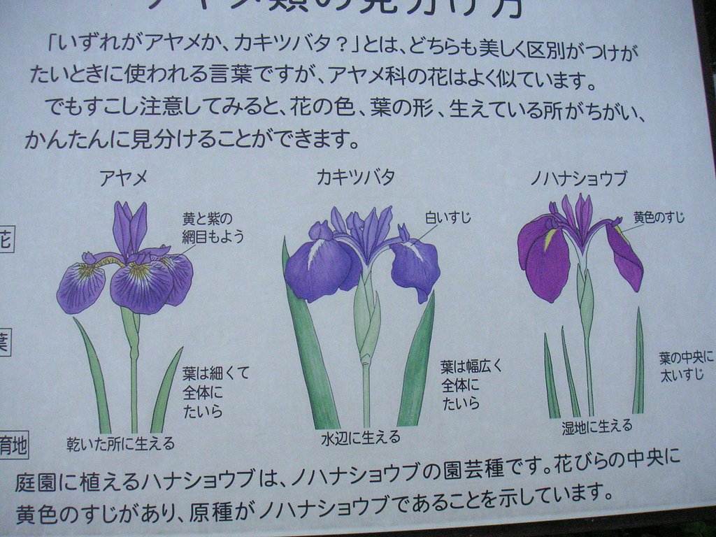いずれがアヤメ