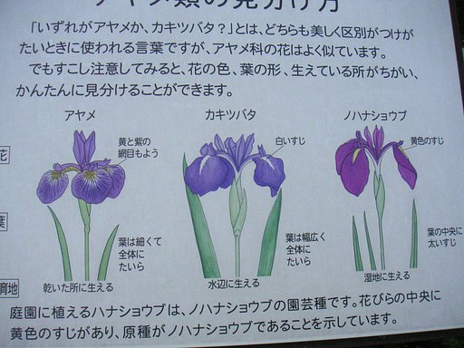 いずれがアヤメ