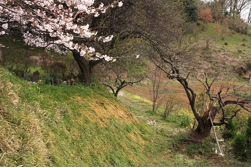 里山の春