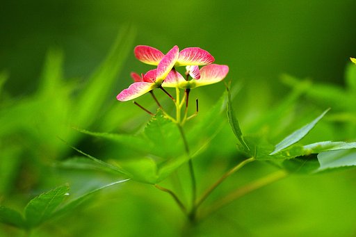 【彩】 紅いプロペラ