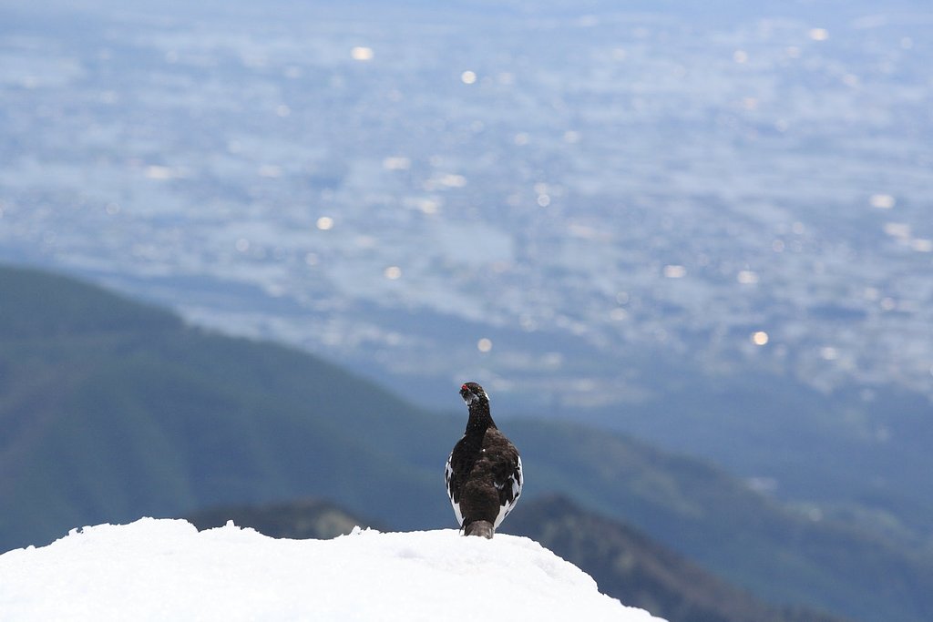 安曇野を望む