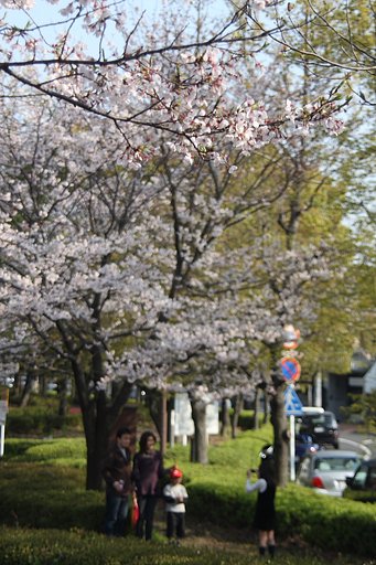桜の花咲く中で